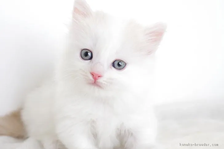 ID:1706-01363の子猫