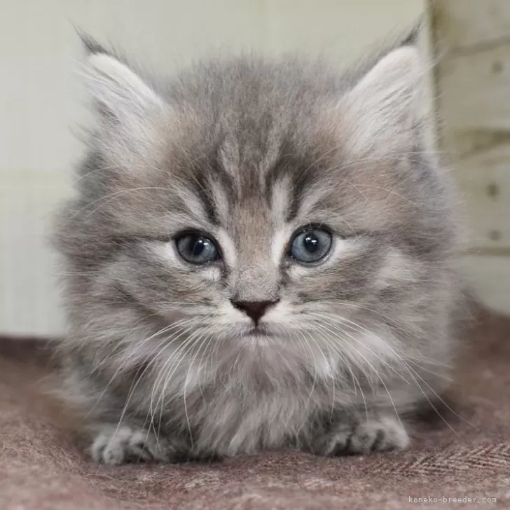 ID:2405-01895の子猫