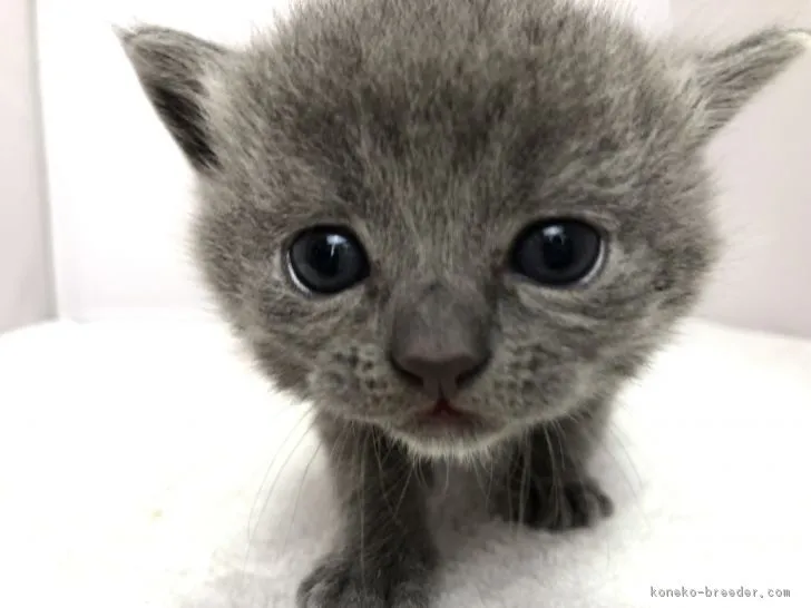 ID：1903-00213の子猫