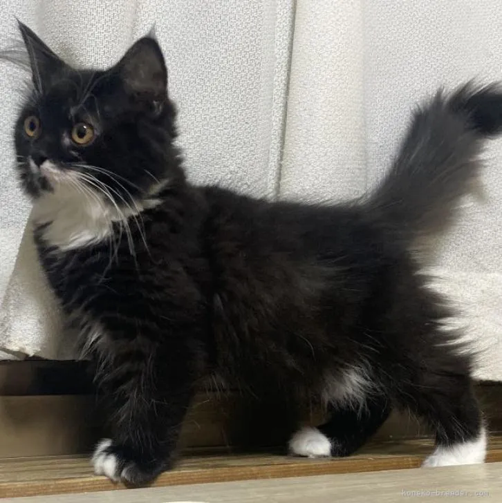 a. 様のお迎えした子猫