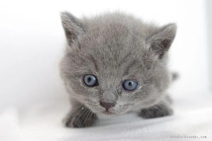 ID：1802-00779の子猫