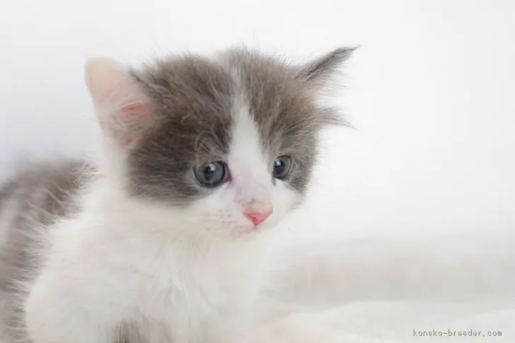 ID:1706-01342の子猫