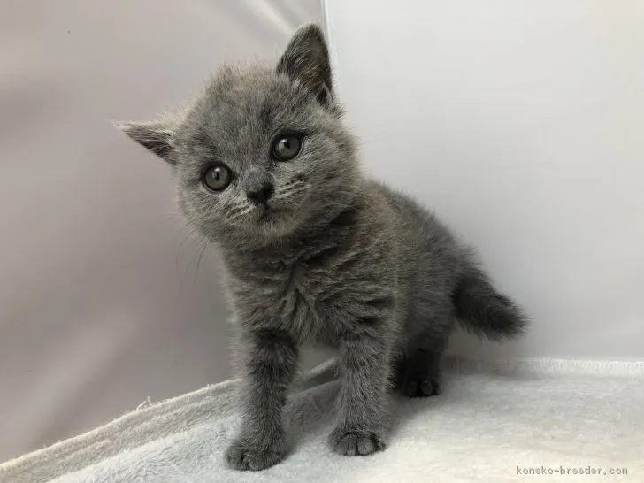 ID：1812-00554の子猫