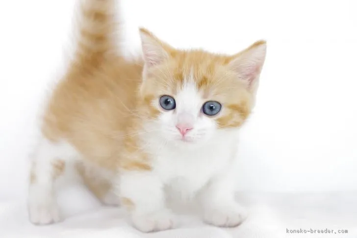 ID：1802-00763の子猫