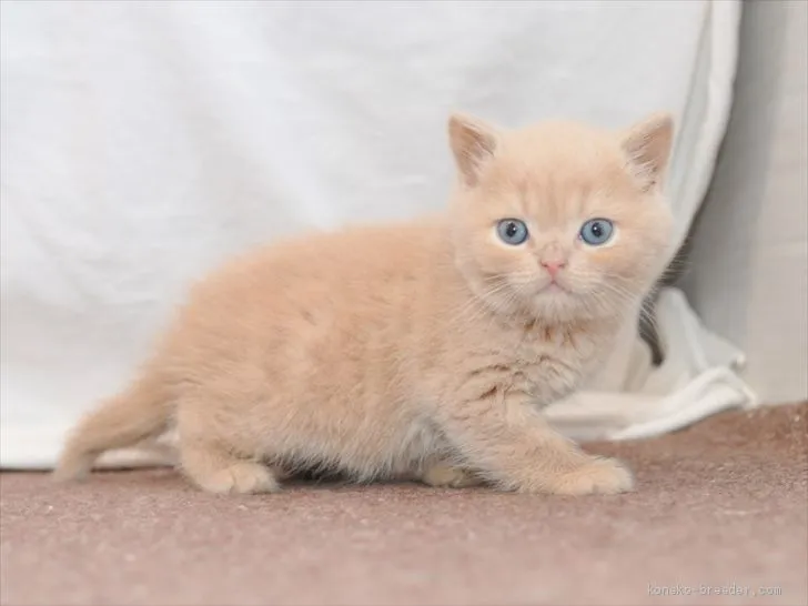 ID：2002-00554の子猫