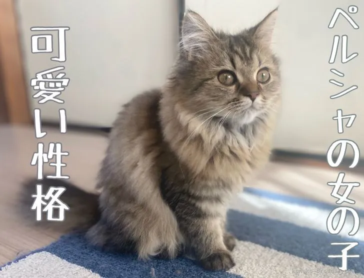ID：2106-02421の子猫