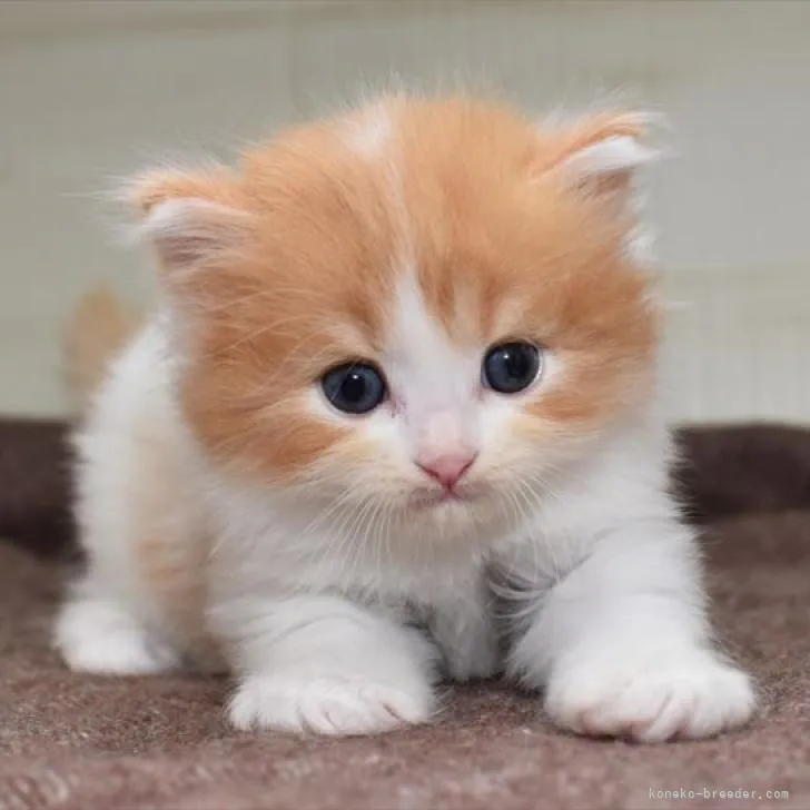 ID：2206-02538の子猫