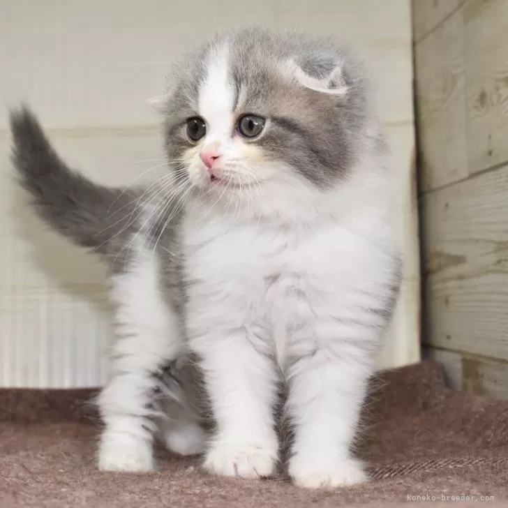 ID:2404-01119の子猫