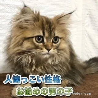 ID:2101-00897の子猫