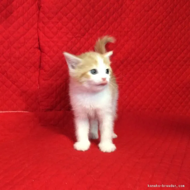 ID:1703-00121の子猫