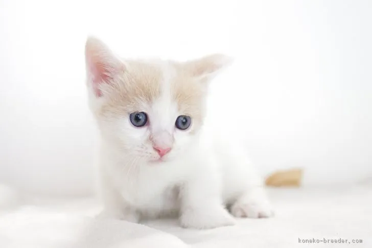 ID：1710-00117の子猫