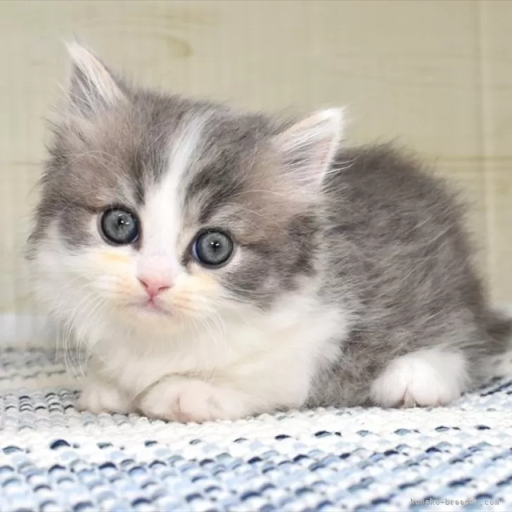 ID：2408-02099の子猫
