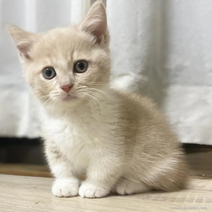 A.N 様のお迎えした子猫