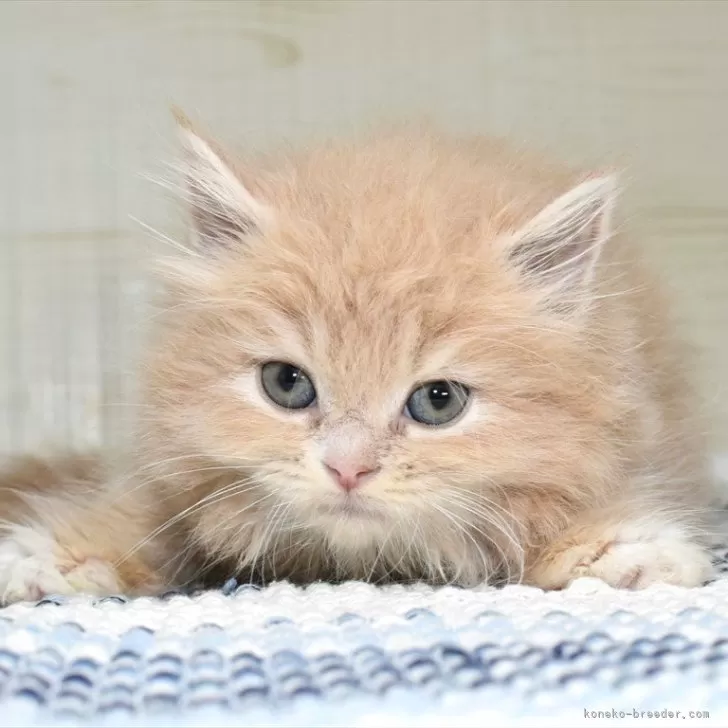 ID:2407-01939の子猫
