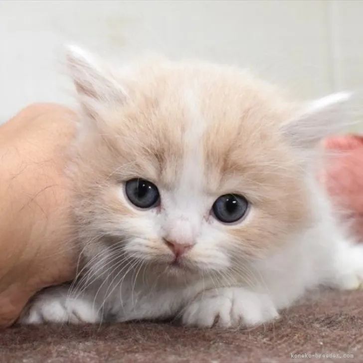 ID:2311-00731の子猫