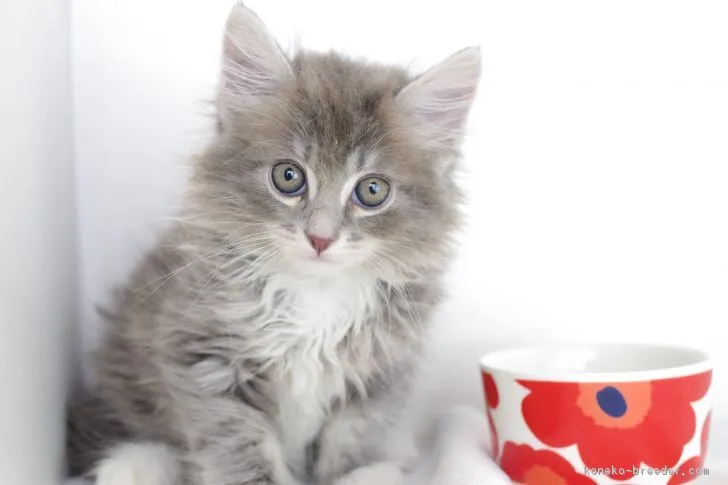 ID:1808-00403の子猫