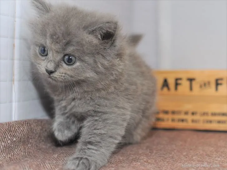 ID：2004-01240の子猫