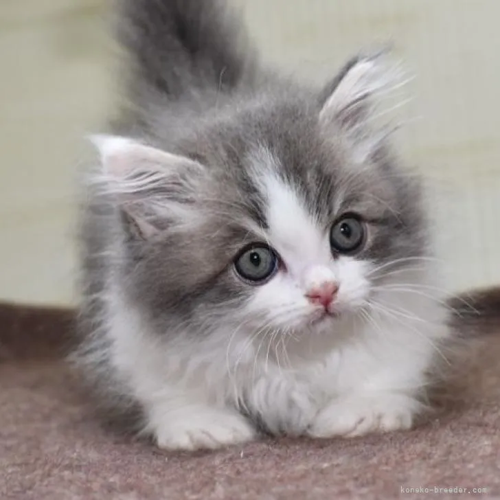 ID：2210-02685の子猫