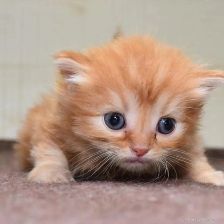 ID:2210-01875の子猫