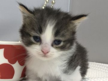 ミヌエット【愛知県・男の子・2019年7月20日・ブラウンマッカレルタビ&ホワイト（長毛）】の写真「短足♪9月29日（日）までの期間限定募集♪」