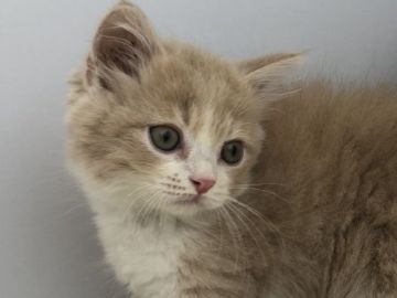 マンチカン(長足)【愛知県・男の子・2019年9月27日・クリーム&ホワイト】の写真「178.000 → 98.000 期間限定特別価格」