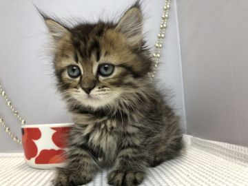 ミヌエット【愛知県・女の子・2019年7月20日・ブラウンタビ（長毛）】の写真「長足♪9月29日（日）までの期間限定募集♪」