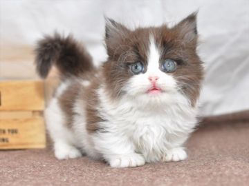 マンチカン(短足)【愛知県・女の子・2020年1月31日・ブラックホワイト】の写真「短足♪3月22日（日）までの期間限定募集♪」