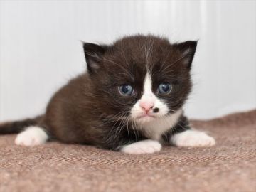 ミヌエット【愛知県・男の子・2020年5月27日・ダークブルーホワイト】の写真「短足♪7月19日（日）までの期間限定募集♪」