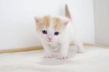 マンチカン【愛知県・男の子・2017年5月7日・レッドタビーホワイト】の写真「長足です♪6月下旬までの期間限定募集♪」