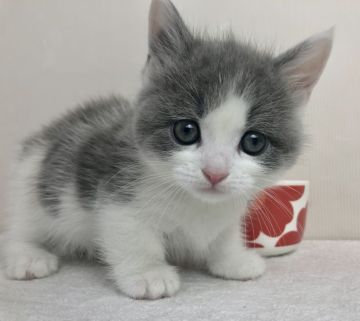 マンチカン(短足)【愛知県・女の子・2019年2月10日・ブルー&ホワイト】の写真「短足♪4月14日（日）までの期間限定募集♪」