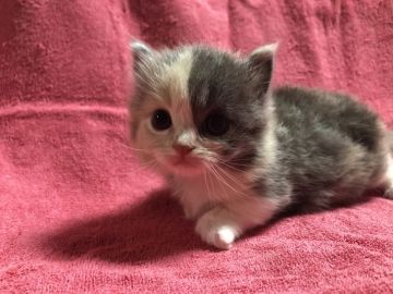 マンチカン(短足)【愛知県・女の子・2019年1月13日・ダイリュートキャリコ（長毛）】の写真「短足♪3月17日日（日）までの期間限定募集♪」