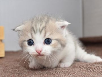 ミヌエット【愛知県・女の子・2020年5月17日・シルバーパッチドタビーホワイト】の写真「短足♪7月12日（日）までの期間限定募集♪」