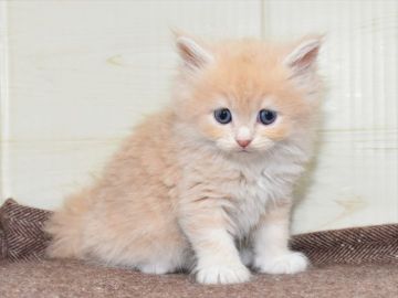 サイベリアン【愛知県・女の子・2021年3月1日・クリームタビー】の写真「☆4月25日（日）までの期間限定募集」