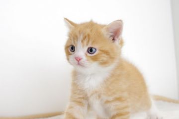 マンチカン【愛知県・男の子・2017年4月25日・レッドタビーホワイト】の写真「長足です♪6月11日（日）までの期間限定募集♪」