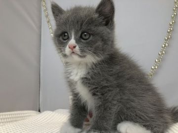 マンチカン(長足)【愛知県・女の子・2019年7月2日・ブルー&ホワイト】の写真「長足♪9月8日（日）までの期間限定募集♪」