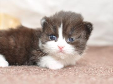 ミヌエット【愛知県・男の子・2020年3月31日・ブラックホワイト（長毛）】の写真「短足です♪5月24日（日）までの期間限定募集♪」