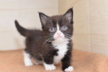 ミヌエット【愛知県・女の子・2020年5月27日・ダークブルーホワイト】の写真「短足♪7月19日（日）までの期間限定募集♪」