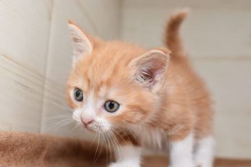 ミヌエット【愛知県・男の子・2020年5月27日・レッドタビーホワイト（ショート）】の写真「長足♪7月19日（日）までの期間限定募集♪」