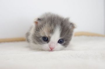 マンチカン【愛知県・女の子・2017年5月11日・ダイリュートキャリコ】の写真「短足です♪6月下旬までの期間限定募集♪」