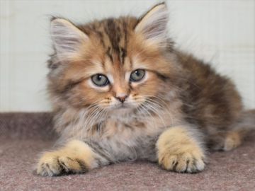 サイベリアン【愛知県・女の子・2021年9月11日・ブラウンタビー】の写真「モフモフゴージャス☆期間限定募集延長中～」