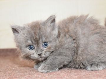 ミヌエット【愛知県・男の子・2020年10月17日・ブルー】の写真「長足♪期間限定募集♪」