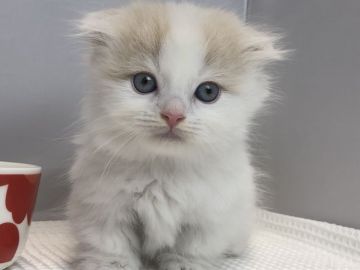 マンチカン(短足)【愛知県・男の子・2019年7月28日・ホワイト&クリーム】の写真「短足♪9月29日（日）までの期間限定募集♪」