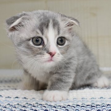 スコティッシュフォールド(折れ耳)【愛知県・男の子・2024年5月17日・ブルータビーホワイト】の写真「【折耳】唯一無二、是非、会いに来てください♪」