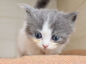 ミヌエット【愛知県・女の子・2020年6月7日・ブルータビーホワイト】の写真「短足♪8/2までの期間限定募集♪」