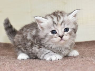 サイベリアン【愛知県・女の子・2021年2月10日・シルバータビー】の写真「☆4月4日（日）までの期間限定募集」