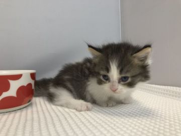 ミヌエット【愛知県・男の子・2019年7月20日・ブラウンタビ&ホワイト（長毛）】の写真「短足♪9月29日（日）までの期間限定募集♪」