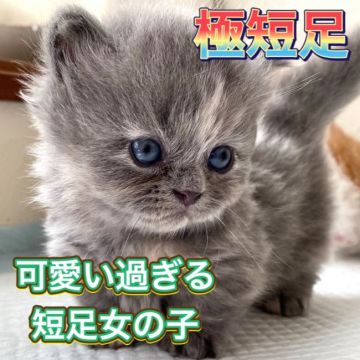 ミヌエット【愛知県・女の子・2020年9月26日・ブルーパッチドタビ】の写真「人気のブルー系の短足女の子♪」