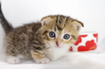 マンチカン(短足)【愛知県・女の子・2018年3月1日・ブラウンパッチドタビーホワイト（長毛）】の写真「短足♪4月29日（日）までの期間限定募集♪」
