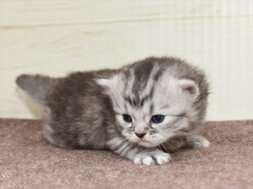 サイベリアン【愛知県・女の子・2021年2月10日・シルバータビー】の写真「☆4月4日（日）までの期間限定募集」