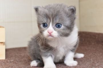 ミヌエット【愛知県・女の子・2020年6月7日・ブルータビーホワイト】の写真「長足♪8/2までの期間限定募集♪」